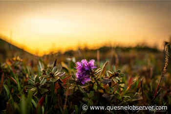 An artistic conversation at the Quesnel Art Gallery - Quesnel Cariboo Observer