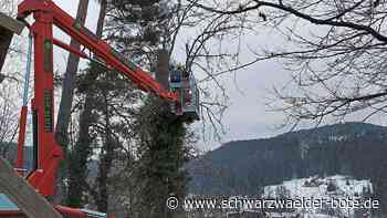 Baumfällaktion in Schramberg - Eschentriebsterben – Verwaltung muss Bäume entnehmen - Schwarzwälder Bote