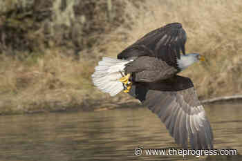 Union of BC Indian Chiefs credits international coalition for Silverdaisy win – Chilliwack Progress - Chilliwack Progress