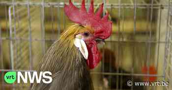 Politie kan hanengevecht op het nippertje vermijden in Wellen en neemt 6 dieren in beslag - VRT NWS