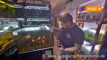 In einem Ulmer Keller liegt eine Unterwasserwelt mit 6000 Fischen - Augsburger Allgemeine