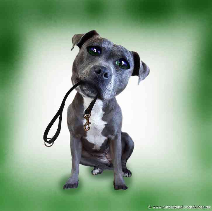 Erstellen Sie eine DIY-Hundeleine