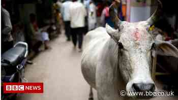 Uttar Pradesh: Why deadly cow attacks are an issue in Indian state election