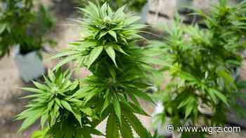 New Medical Cannabis Program goes into effect across the state - WGRZ.com