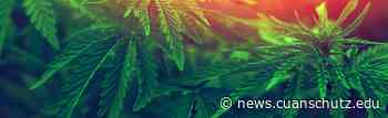 Will Regulatory Change Speed Discovery of Medical CBD Benefits? - CU Anschutz Today