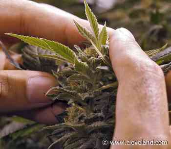 Ohioans submit 9 new illness petitions to add to Ohio medical marijuana conditions list - cleveland.com