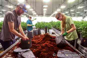A $600 million lawsuit claims fraud by medical marijuana company with CNY origins - syracuse.com
