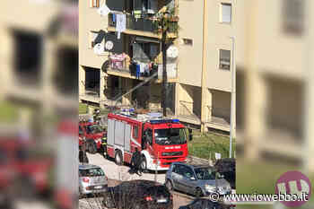 SORA - PALMA BRUCIATA DAVANTI LE CASE POPOLARI - ioWebbo