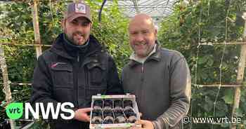 Nieuwe braambes uit Kinrooi ligt goed in de markt: "Veilingen vragen ook andere telers om om te schakelen" - vrt.be