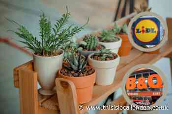 Lidl and B&Q: Rare plants worth thousands are being sold in stores