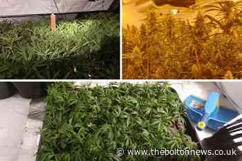 Huge cannabis farm destroyed in Farnworth - The Bolton News