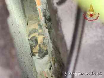 Seriate, un gatto resta bloccato in un’intercapedine: i vigili del fuoco fanno un buco nel muro e lo salvano - Corriere Bergamo - Corriere della Sera
