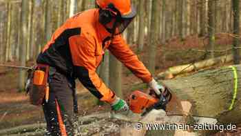 Forstamt Koblenz pflegt die Laubwälder: Absperrungen müssen beachtet werden - Rhein-Zeitung
