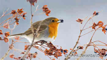 Een Groen Lint voor Olst - MediaStadDeventer - Deventer Radio en Televisie