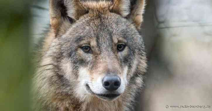 Behörde weiter für Wolfsabschuss: Rechtsmittel angekündigt