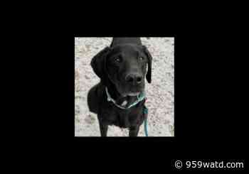 Sidney the Senior Dane Needs a New Couch - 95.9 WATD-FM