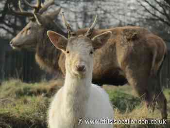 The White Deer - Flynn Hinchcliffe, Hampton School