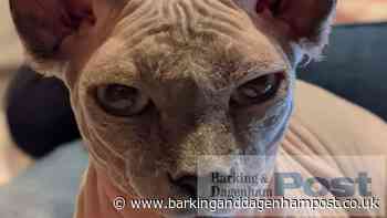 Dagenham family fear missing cat 'won't survive' - Barking and Dagenham Post