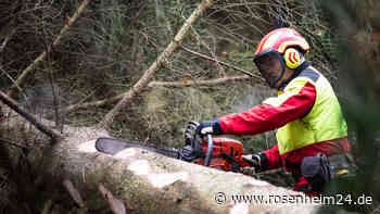 Erneut Baumfällungen im Wald am Herder in Wasserburg erforderlich