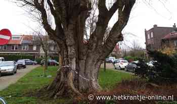 Monumentale boom bedreigd door zwammen - Al het nieuws uit Leidschendam en Voorburg - Het Krantje Online