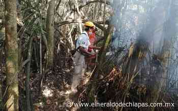 Reportan incendio de 32 hectáreas de hojarasca en Pijijiapan - El Heraldo de Chiapas