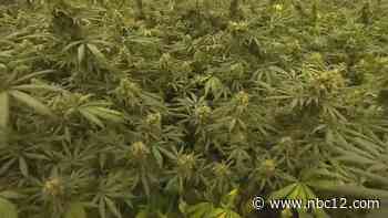 House Republicans begin retail marijuana debate with focus on lower taxes and school funding - WWBT NBC12 News