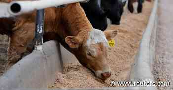 Canadian farmers face cattle feed shortage due to drought, transport strains - Reuters
