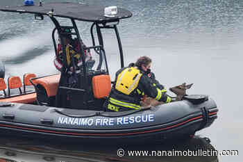 Deer rescued after falling through ice on Nanaimo’s Westwood Lake