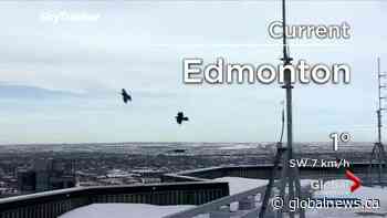 The bird is the word on the Global Edmonton noon news - Globalnews.ca