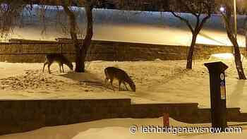 Alberta and Saskatchewan to fund research into chronic wasting disease - Lethbridge News Now