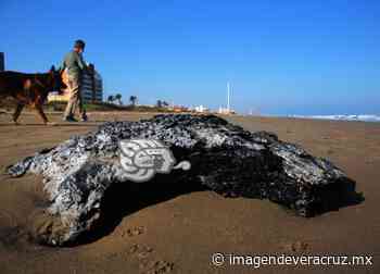 Reaparecen manchas de hidrocarburo en playas de Coatzacoalcos - Imagen de Veracruz