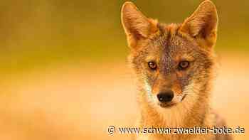 Sensation für Tierfreunde: Auf Spurensuche - Goldschakale auch in Althengstett?
