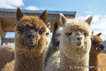 VIDEO: Escaped Alpacas Make Mad Dash Through California Neighborhood - iHeartRadio