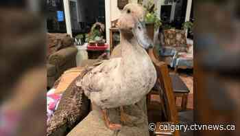 Daisy the duck successfully adopted from Calgary Humane Society - CTV News Calgary
