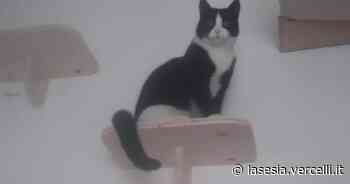 Vercelli: appello per una micia scomparsa - La Sesia - La Sesia | Cronaca
