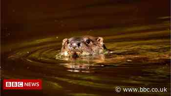 Toxic 'forever chemicals' found in British otters