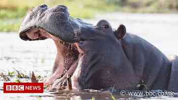 Hippos can recognise their friends' voices
