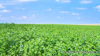 AIFE/Filiera Italiana Foraggi, erba medica disidratata: la domanda internazionale è destinata ad aumentare e i prezzi a mantenersi elevati - Ruminantia