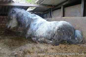 Preston couple banned from keeping animals for life