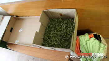 Anfetamine e erba, eroina e coca: sequestrato oltre mezzo chilo di droga, sessantenne in manette - TriestePrima