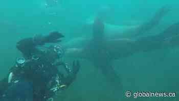 Circling sea lions caught on camera by Nanaimo diver - Globalnews.ca