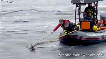 VIDEO: Nanaimo firefighters rescue young deer from icy Westwood Lake waters - Nanaimo News NOW