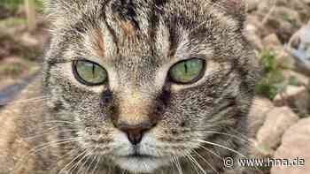 Chip- und Kastrationspflicht für Katzen in Haunetal - HNA.de
