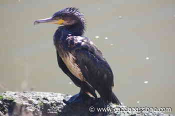Strage di trote nel Piave per colpa dei cormorani, ISPRA contrario ad abbattimenti - Caccia Passione