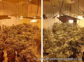 Nelson man charged with cannabis cultivation after more than 50 plants found in house