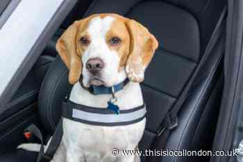Warning driving with a dog in your car could land you £5,000 fine