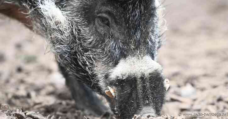 Pustelschwein ist Zootier des Jahres