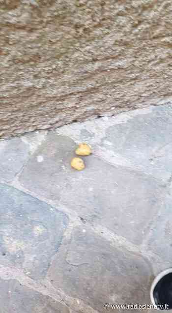 Siena: trovate polpette avvelenate per cani in vicolo di Castelvecchio - RadioSienaTv