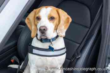 Warning driving with a dog in your car could land you £5,000 fine