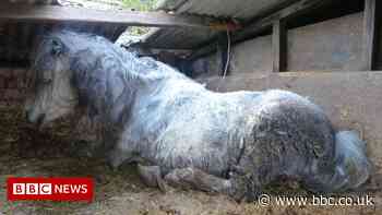 Tarleton couple who admitted 'barbaric' pony cruelty spared jail
